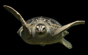 Costa Rica Turtle Watching: 5 Species and Top Spots to Visit - Tico Travel