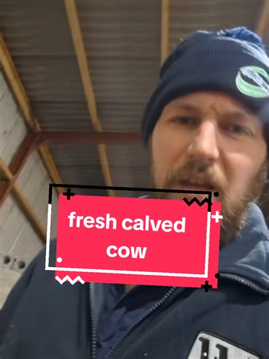 Essential Fresh Calved Cow Care Protocol