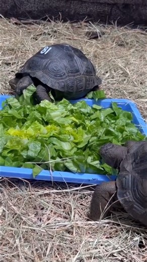It's feeding time! What do you feed your pet tortoise? | Florida Iguana and Tortoise Breeders