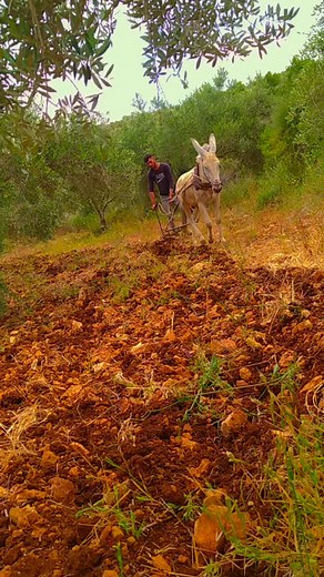 Plowing with Donkey in Rural Setting