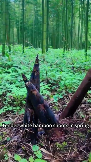 Bamboo Forest After Rain: Unearthing Spring's Freshest "White Jade"