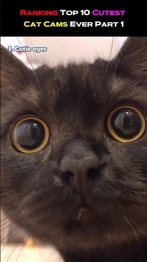 Ranking Top 10 Cutest Cat Cams Ever Part 1 #CatCams #CuteCats #CatLovers #AdorableCats #ViralCats