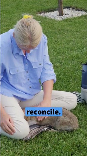 Is your rabbit ignoring you? Do this...