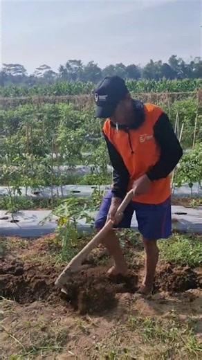 Smart idea of hoeing the soil with simple farming tools-Agriculture farming #shorts