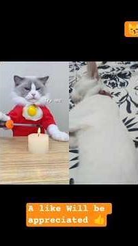 Don't try them at home 😂 #thatlilttlepuff #petsofyoutube