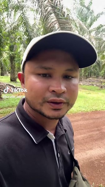 🌿 *Keladi dalam ladang sawit — cantik tapi bahaya!* 😱 Rumpai jenis keladi (*Colocasia*, *Alocasia*) bukan sekadar hiasan liar — ia sebenarnya *musuh dalam selimut* kepada pokok sawit terutama di kawasan lembap & redup. --- ⚠️ *Kesan buruk keladi terhadap pokok sawit:* 🔸 Persaingan air & nutrien – akar keladi agresif, sawit terjejas 🔸 Tutup tanah & halang cahaya – pokok muda terbantut 🔸 Ganggu kerja ladang – sukar racun, baja & kutip buah 🔸 Jadi tempat persembunyian perosak – termasuk tikus