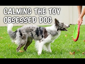 TOO excited? or OBSESSED with TOYS? - Dog training by Kikopup