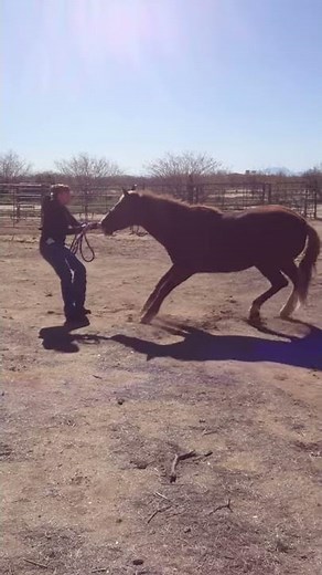 Horse deep sedation induction in the field