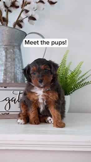 Adorable Spring Time Petite Mini Aussiedoodles Ready for Adoption!