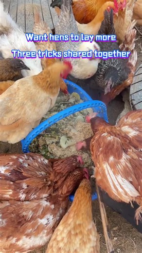 Egg-laying Bao Feed Additive #Feed the breeding hens in this way to increase the production of eggs