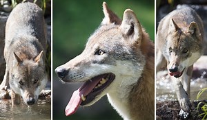 Dublin Zoo reveals brand new 'large and stimulating' habitat for its grey wolves - Extra.ie
