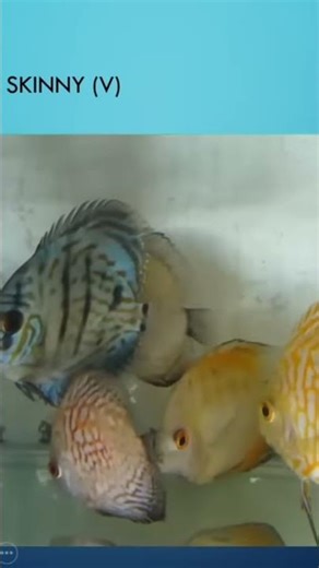 Sick Discus fish. See link complete video. #fishdisease #discus #discusfish
