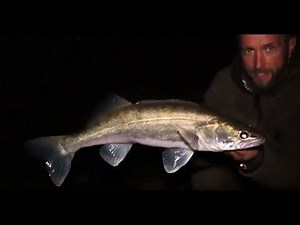 Zander after zander with the Matze Koch UV lures. Successful at night with the lure for zander