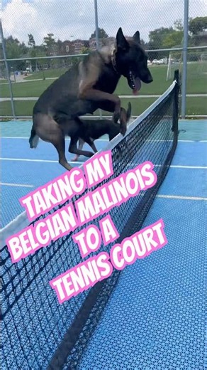 Taking My Malinois To A Tennis Court #dog #belgianmalinois