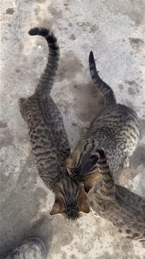 ARE YOU HUNGRY? ✨ Puma Said "YES" Meow 🌟