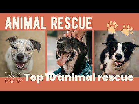 10 Incredible Animal Rescues That Will Restore Your Faith in Humanity ❤️