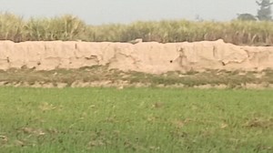 Soor ka Shikar in Sakrand, boar Hunting for life. #nazhuntingclubkhadhar #viralreels #foryoupagereels #reelsfacebook #reelschallenge #foryoupageシ #foryouシ #wildanimals #wildlife #pighuntingaustralia | Naz Hanting Club Khadhar