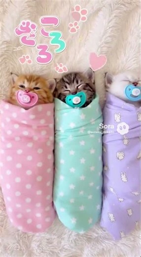 おしゃぶり子猫の破壊力がやばい…あくびの瞬間が尊すぎる件 #子猫 #癒やし #猫のいる暮らし