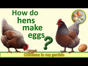 How do hens make eggs? What's going on inside the hen.