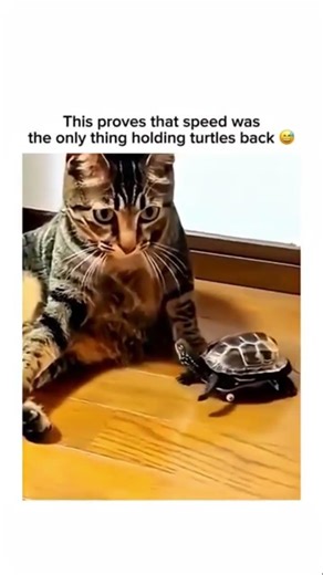 Speed was the only thing holding turtles back #shorts #funny #viral #fyp