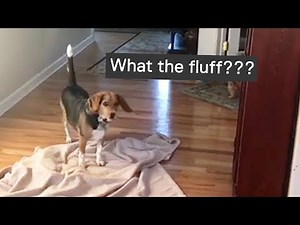 What The Fluff Challenge | The ULTIMATE COMPILATION 😱😂