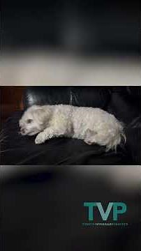Paroxysmal gluten-sensitive dyskinesia in a dog