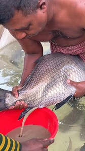Big Catol Fish Breeding Techniques #reels | Extreme Fish World