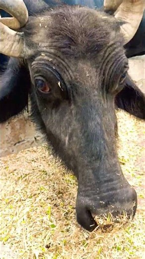 buffalo farming, buffalo talaab, buffalo cartoon, bhains wala cartoon,#cows #animals #buffalo