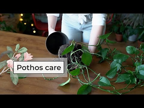 Pothos care guide | Devil’s ivy plant care