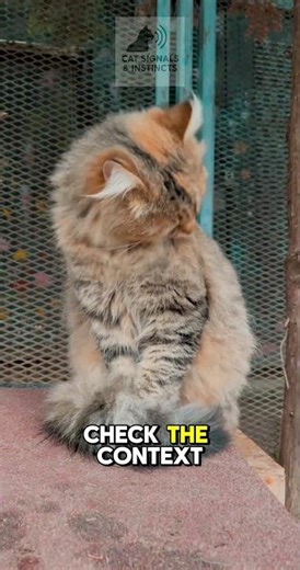 Discover the Top 5 Cat Signals every owner MUST know!