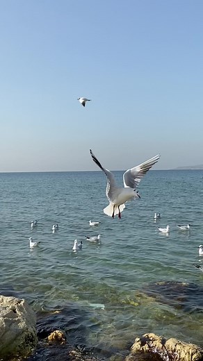 Seagull Flying Over Calm Beach Waters
