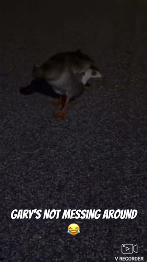 Grays not messing around 😂 #viral #funny #reccomended #entertainment #funnyvideo #shorts #fyp #reel