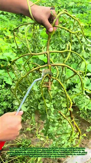 🌿 Die Kunst der Zerlegung: Wie ein Haken die schmackhafte Wurzel vom Kraut trennt