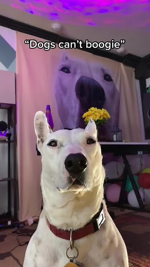 Dancing Dog Meme - Can Dogs Dance to Music?