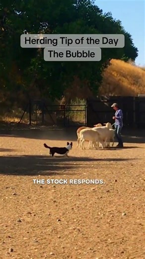 The Bubble Explained