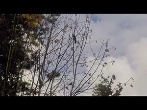 Squirrel Bounding and Climbing (Slow Motion Animation Reference)
