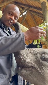 Our herd is growing, quietly and tenderly. New babies are in quarantine, wide-eyed and learning to trust again. We can’t wait for you to meet them. Caring for orphaned elephants is beautiful, but it is also expensive. Milk formula, 24/7 care, veterinary support, food, and sanctuary maintenance all depend entirely on your generosity. This Giving Tuesday, your gift gives these babies safety, love, and a chance at the future they deserve. Whether it’s $10 or $1,000, every donation helps. Joy has on