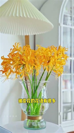 694 在我的印象里彼岸花是那种妖娆的大红色，没想到它居然还有这么多种颜色 #彼岸花 #爱生活爱养花 #花卉绿植