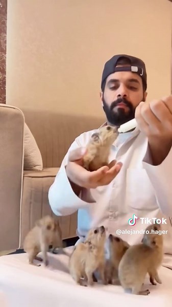 Funny Hyrax Moments That Will Make You Laugh