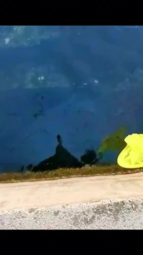 Expert Fishing Techniques: Net Casting by the Shore