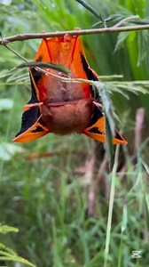 85 reactions | 驪 https://giftskyline.com/collections/bat/products/bat-christmas-apparel-1 | Bat Lovers | Facebook