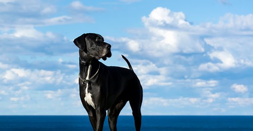 Great Danes: More to Love and At Risk for Arthritis