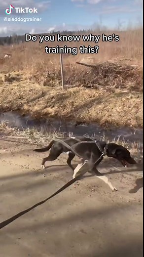 #sleddogtraining #sleddogsports #sleddogsoftiktok #dogtraining #powerdog #dogsport #fup #workingdogs #dogbiker #dogbiking #dogcart