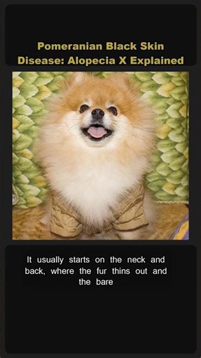 🐾 Pomeranian Black Skin Disease: Alopecia X Explained 🖤 #Shorts