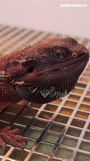 "Reptile Relaxation You Didn’t Know You Needed – Dragon ASMR" #ReptileRelax #HiddenGemASMR #DragonSounds #PetCalm #SatisfyingVibes | Artisan Alley
