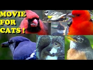 AMAZING Videos for Cats to Watch ! 2 Hours of Birds,Squirrels, and Rabbits,
