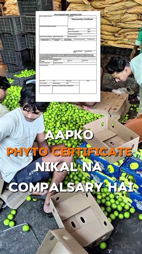 What is the phyto certificate in export??#export #import