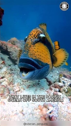 Triggerfish 🐠 The Aggressive Ocean Predators!