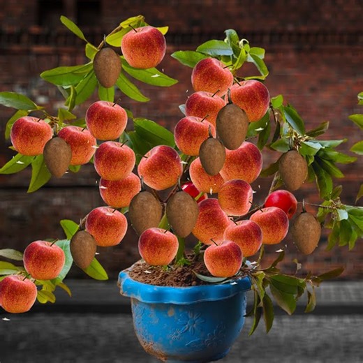 5.2K views · 46 reactions | How to grow apple trees with high yields | Farm Tree | Facebook