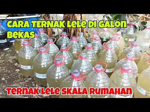 HOW TO FARM CATFISH USING USED GALLONS ON A HOME-SCALE BASE